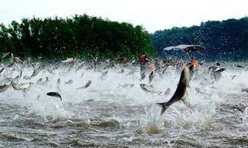 亚洲鲤鱼大闹美国五大湖，赛晶&ldquo;黑科技&rdquo;出马显神威